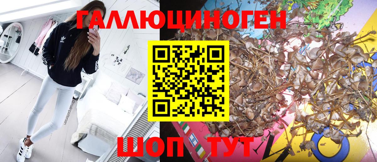 Рязань  Галлюциногенные грибы Psilocybine cubensis  Вход с VPN 